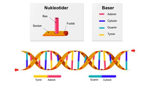 hur många nukleotider i en gen